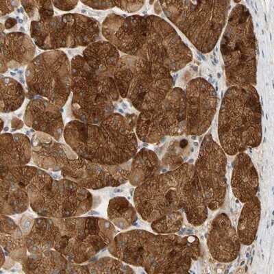 Immunohistochemistry-Paraffin: GPSM2 Antibody [NBP1-85231]
