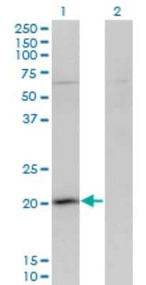 Western Blot: GPSM3 Antibody (1F11) [H00063940-M01]