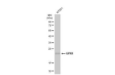 Western Blot: GPX8 Antibody (8-1) [NBP3-13659]