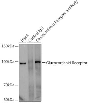 Immunoprecipitation: GR/NR3C1 Antibody (2K3E8) [NBP3-15789]