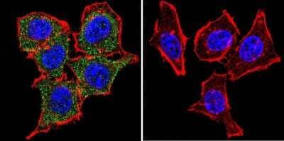 Immunocytochemistry/ Immunofluorescence: GR/NR3C1 Antibody - Azide and BSA Free [NB120-3579]