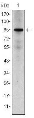 Western Blot: GR/NR3C1 Antibody (6E6)BSA Free [NBP2-22174]