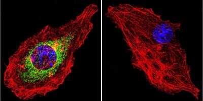 Immunocytochemistry/ Immunofluorescence: GR/NR3C1 Antibody (BuGR2) - BSA Free [NB300-731]