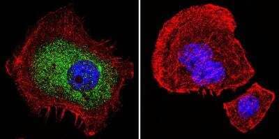 Immunocytochemistry/ Immunofluorescence: GR/NR3C1 Antibody (BuGR2) - BSA Free [NB300-731]