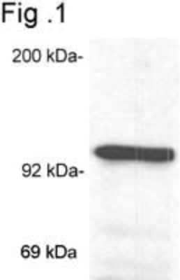 Western Blot: GR/NR3C1 Antibody (BuGR2)BSA Free [NB300-731]