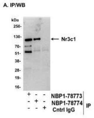 Immunoprecipitation: GR/NR3C1 Antibody [NBP1-78774]