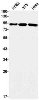 Western Blot: GR/NR3C1 Antibody (S04-8C8) [NBP3-14938]