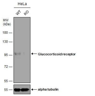 Knockout Validated: GR/NR3C1 Antibody [NBP2-42221]