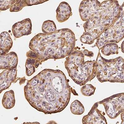 Immunohistochemistry-Paraffin: GRAF Antibody [NBP2-38235]