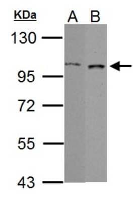 Western Blot: GRAF Antibody [NBP1-33652]