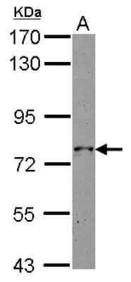 Western Blot: GRAF Antibody [NBP2-16732]