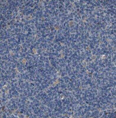 Immunohistochemistry-Paraffin: GRAMD1A Antibody [NBP1-93729]