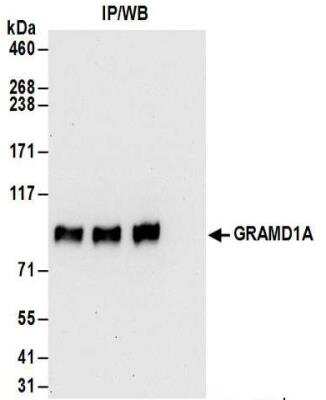 Immunoprecipitation: GRAMD1A Antibody [NBP2-32146]