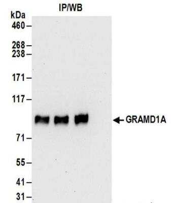 Immunoprecipitation: GRAMD1A Antibody [NBP2-32148]