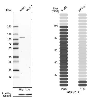 Western Blot: GRAMD1A Antibody [NBP1-93730]