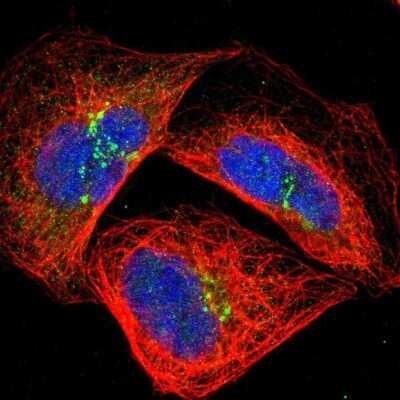 Immunocytochemistry/ Immunofluorescence: GRAMD3 Antibody [NBP1-82150]