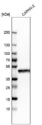 Western Blot: GRAMD3 Antibody [NBP1-82149]