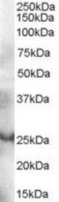 Western Blot: GRAP Antibody [NB100-800]