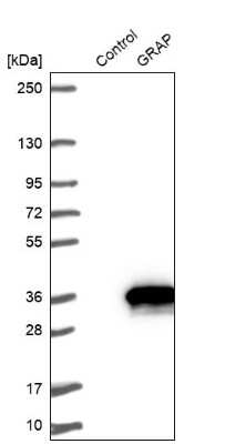 Western Blot: GRAP Antibody [NBP1-91969]