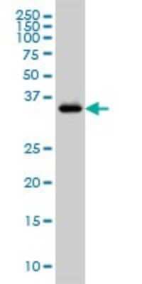 Western Blot: GRAP2 Antibody (1G12) [H00009402-M01]