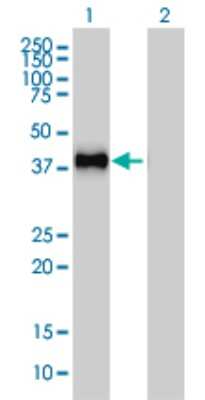 Western Blot: GRAP2 Antibody (1G12) [H00009402-M01]