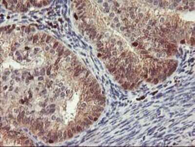 Immunohistochemistry: GRAP2 Antibody (OTI1G2) - Azide and BSA Free [NBP2-71457]