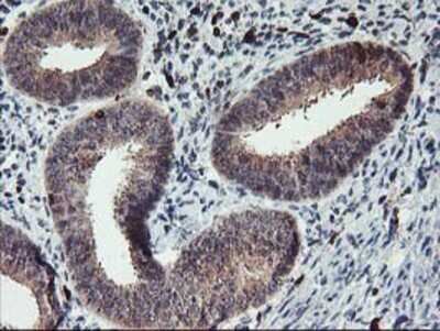Immunohistochemistry: GRAP2 Antibody (OTI1G2) - Azide and BSA Free [NBP2-71457]