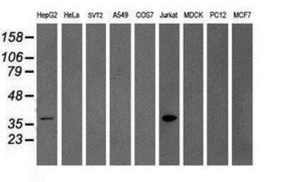 Western Blot: GRAP2 Antibody (OTI1G2)Azide and BSA Free [NBP2-71457]