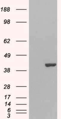 Western Blot: GRAP2 Antibody [NB100-805]