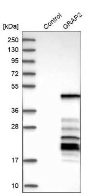 Western Blot: GRAP2 Antibody [NBP1-83399]