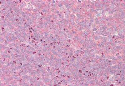 Immunohistochemistry-Paraffin: GRASP1 Antibody [NB100-1432]