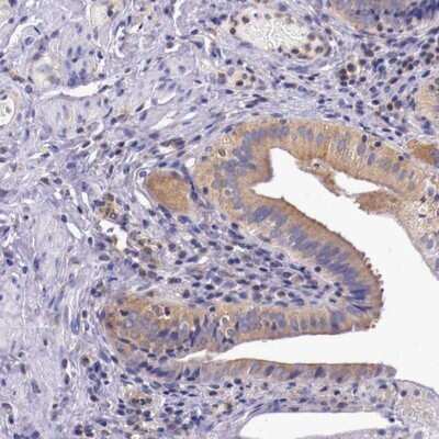 Immunohistochemistry-Paraffin: GRASP1 Antibody [NBP1-85102]