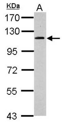 Western Blot: GRASP1 Antibody [NBP1-31077]