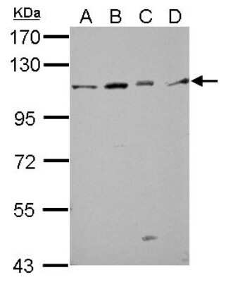 Western Blot: GRASP1 Antibody [NBP2-16738]