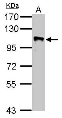 Western Blot: GRASP1 Antibody [NBP2-16739]