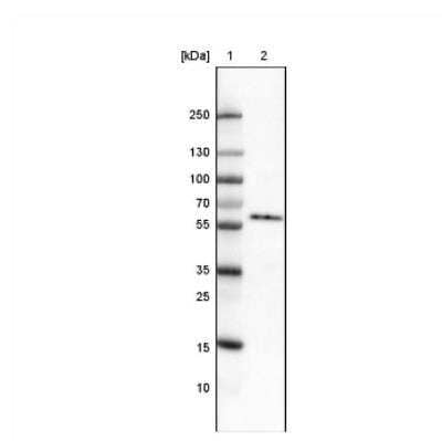 Western Blot: GRASP55 Antibody (CL2522) [NBP2-36769]