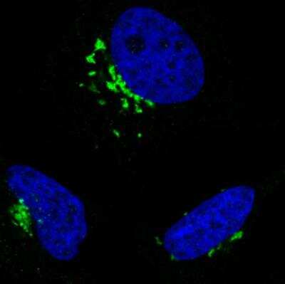 Immunocytochemistry/ Immunofluorescence: GRASP55 Antibody (CL2610) [NBP2-36779]