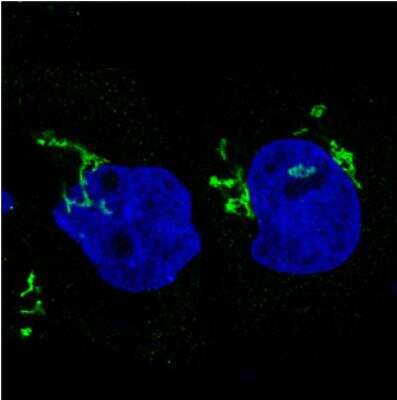 Immunocytochemistry/ Immunofluorescence: GRASP55 Antibody (CL2610) [NBP2-36779]