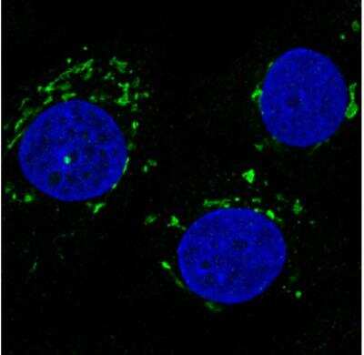 Immunocytochemistry/ Immunofluorescence: GRASP55 Antibody (CL2610) [NBP2-36779]