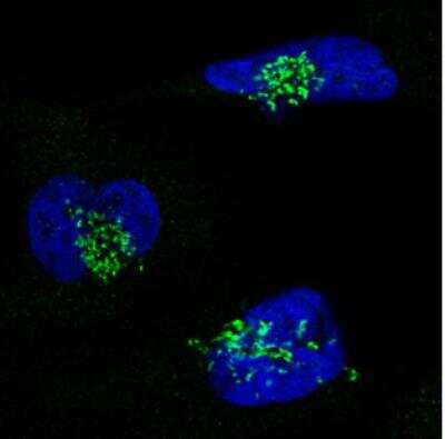 Immunocytochemistry/ Immunofluorescence: GRASP55 Antibody (CL2610) [NBP2-36779]