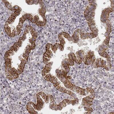 Immunohistochemistry-Paraffin: GRASP55 Antibody (CL2610) [NBP2-36779]