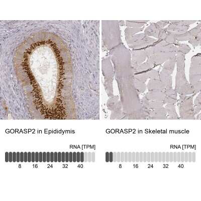 Immunohistochemistry-Paraffin: GRASP55 Antibody (CL2610) [NBP2-36779]