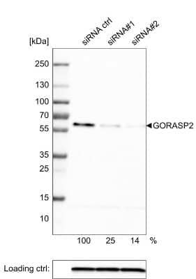 Western Blot: GRASP55 Antibody (CL2610) [NBP2-36779]