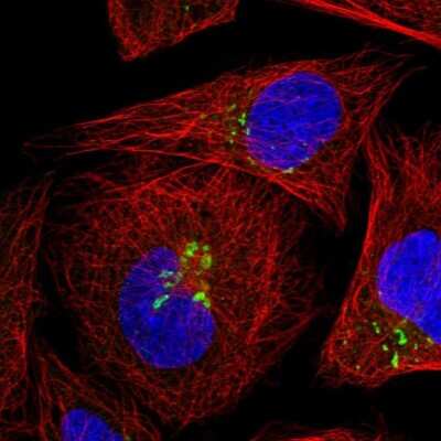 Immunocytochemistry/ Immunofluorescence: GRASP55 Antibody [NBP1-89747]