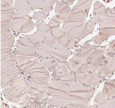 Immunohistochemistry-Paraffin: GRASP55 Antibody [NBP2-38244]