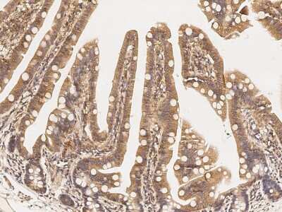 Immunohistochemistry-Paraffin: GRASP55 Antibody [NBP2-99119]
