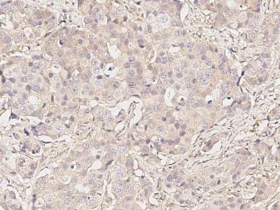 Immunohistochemistry-Paraffin: GRASP55 Antibody [NBP2-99119]