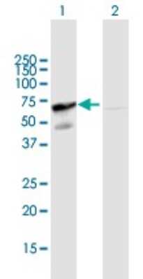 Western Blot: GRASP55 Antibody [H00026003-B01P]