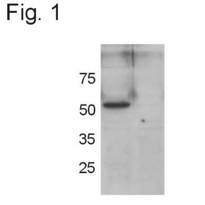 Western Blot: GRASP55 Antibody [NB100-74431]