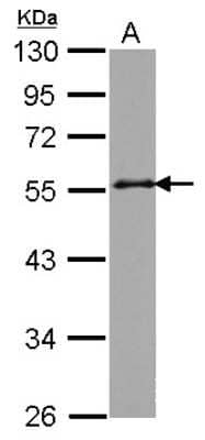 Western Blot: GRASP55 Antibody [NBP2-16740]